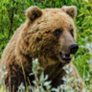 Meet your Posher, Frank